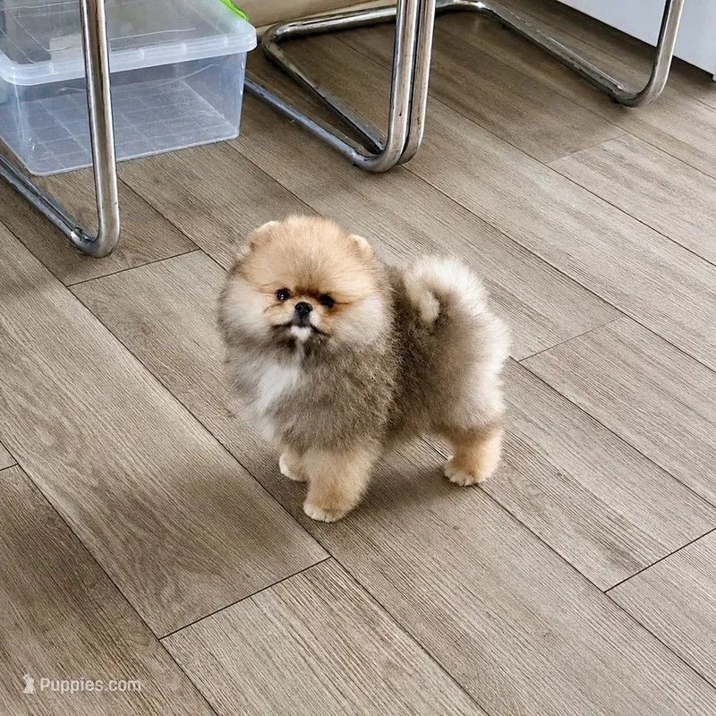 Winnie – Pomeranian puppy for sale in Upper Darby, PA