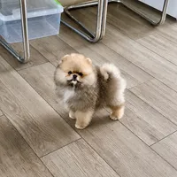 Winnie, a female Pomeranian for sale in Upper Darby, PA – 1 of 4