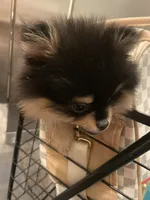 Stanley, a male Pomeranian for sale in Upper Darby, PA – 7 of 10