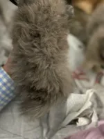 Teddy, a male Pomeranian for sale in Upper Darby, PA – 2 of 5