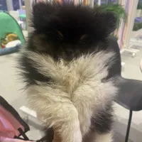 Sebastian, a male Pomeranian for sale in Upper Darby, PA – 6 of 10