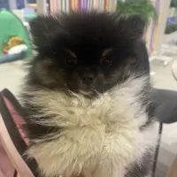 Sebastian, a male Pomeranian for sale in Upper Darby, PA – 2 of 10