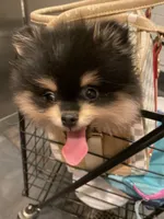 Stanley, a male Pomeranian for sale in Upper Darby, PA – 9 of 10
