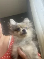 Roosevelt , a male Pomeranian for sale in Upper Darby, PA – 1 of 7