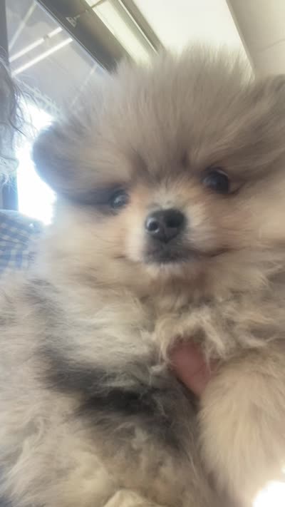 Roosevelt , a male Pomeranian for sale in Upper Darby, PA – 6 of 6