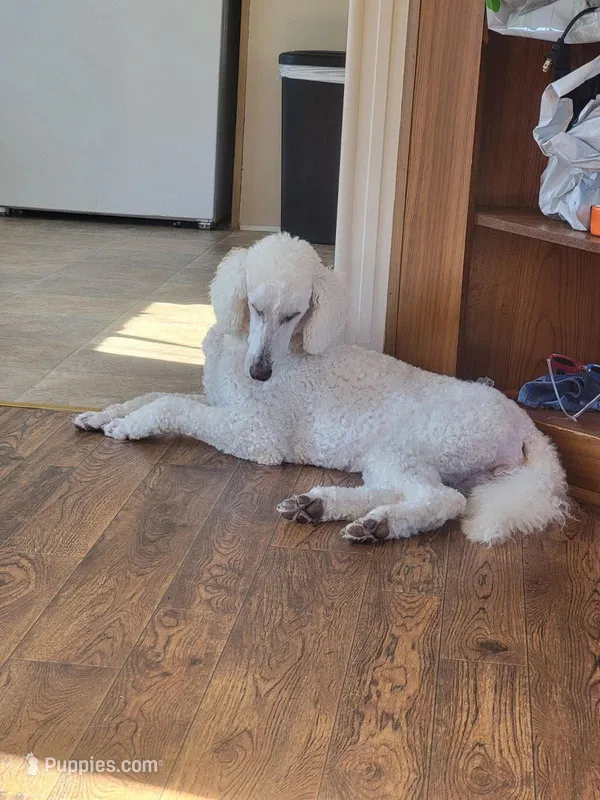 Bell – Poodle - Standard  puppy for sale in Darlington, SC