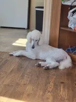 Bell, a female Poodle - Standard  for sale in Darlington, SC – 1 of 1