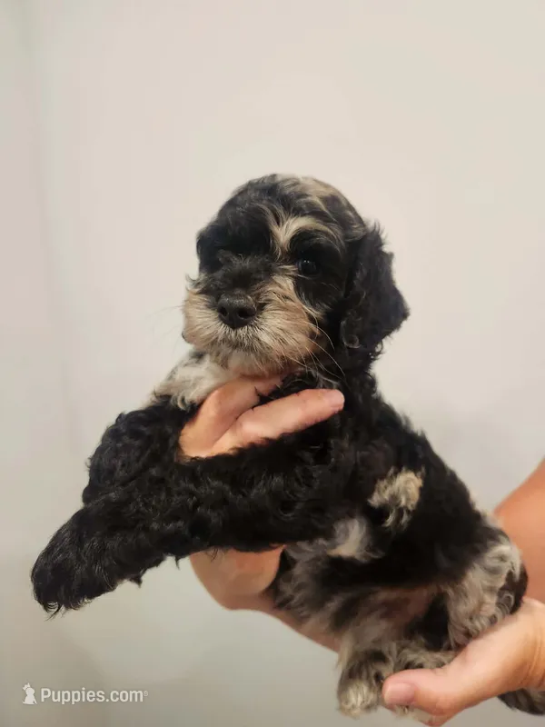 Boy cockapoo – Cockapoo puppy for sale in Darlington, SC