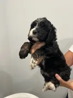 Girl cockapoo, a female Cockapoo for sale in Darlington, SC – 1 of 1