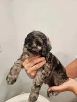 Boy cockapoo, a male Cockapoo for sale in Darlington, SC – 2 of 2