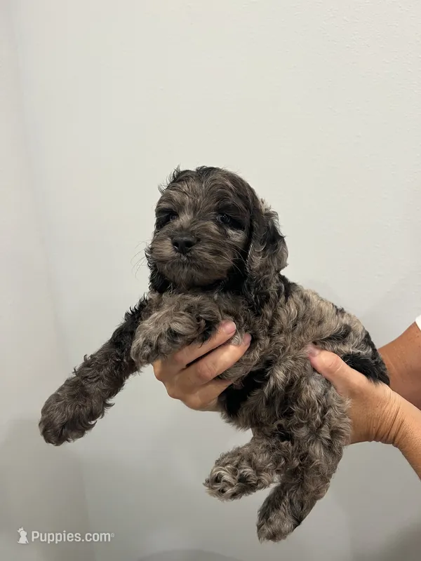 Boy cockapoo – Cockapoo puppy for sale in Darlington, SC
