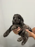 Boy cockapoo, a male Cockapoo for sale in Darlington, SC – 1 of 1