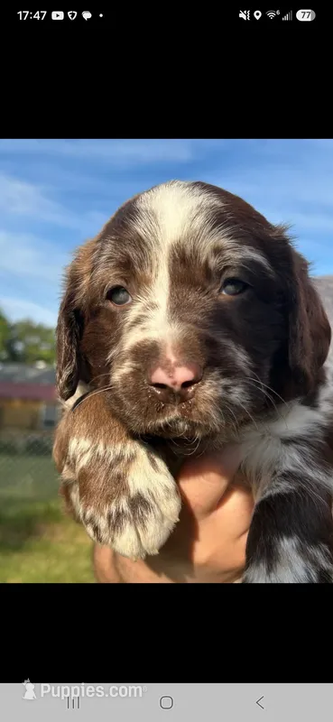 Labradoodle – Labradoodle puppy for sale in Maquoketa, IA