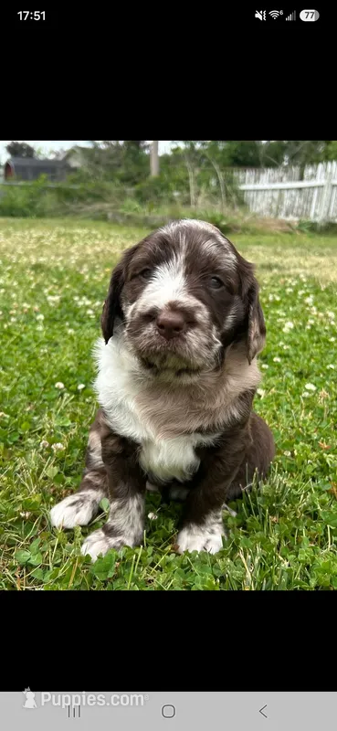 Labradoodle – Labradoodle puppy for sale in Maquoketa, IA