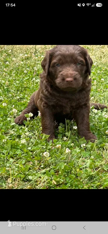 Labradoodle – Labradoodle puppy for sale in Maquoketa, IA