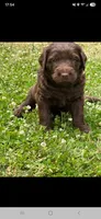Labradoodle, a female Labradoodle for sale in Maquoketa, IA – 1 of 1