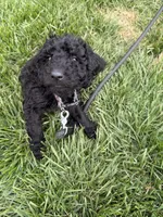 Bella, a female Poodle - Standard  for sale in Conover, NC – Photo 4 of 4