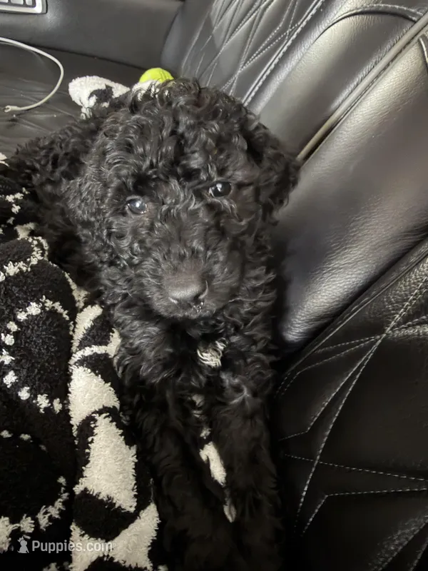Bella – Poodle - Standard  puppy for sale in Conover, NC