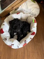 Bella, a female Poodle - Standard  for sale in Conover, NC – Photo 3 of 4