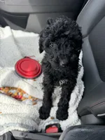 Bella, a female Poodle - Standard  for sale in Conover, NC – Photo 2 of 4