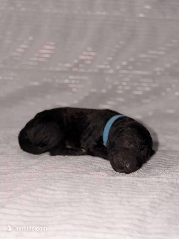 Eve (Ready for Christmas!) , a female Goldendoodle for sale in Alexandria, VA – 1 of 8