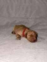 Ginger (Ready for Christmas), a female Goldendoodle for sale in Alexandria, VA – 3 of 8