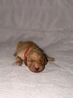 Ginger (Ready for Christmas), a female Goldendoodle for sale in Alexandria, VA – 2 of 8