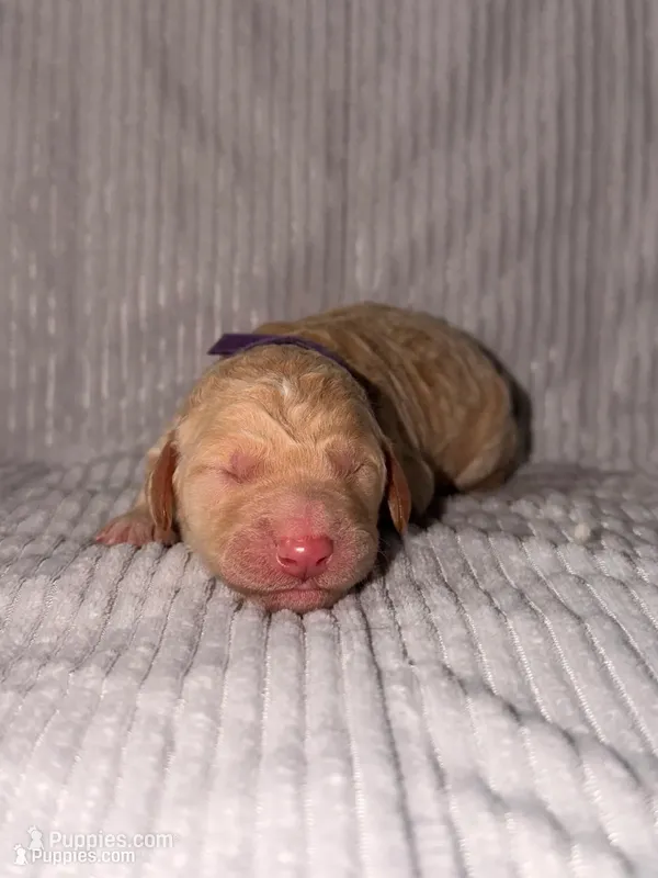 Merry (Ready for Christmas!) – Goldendoodle puppy for sale in Alexandria, VA