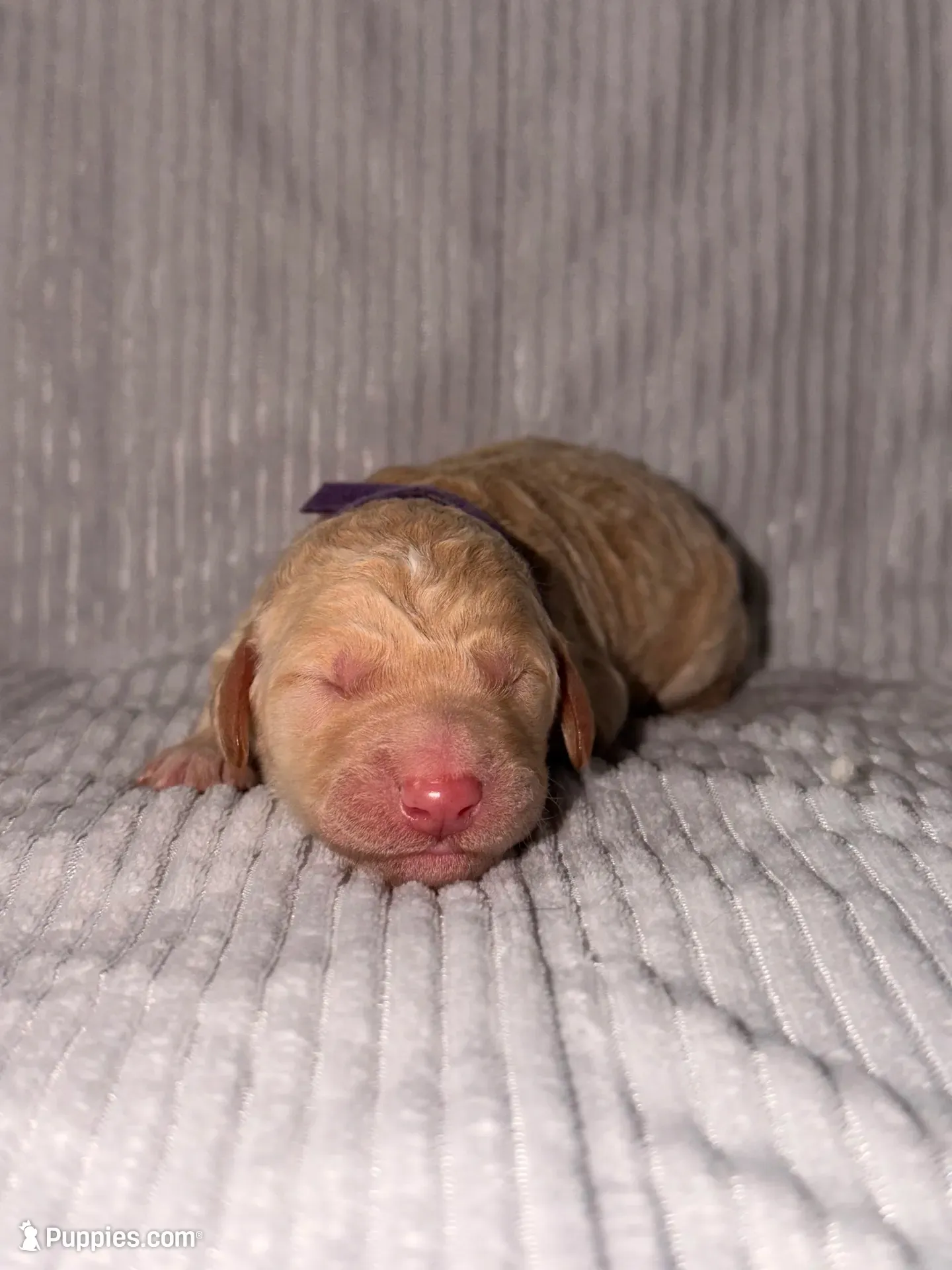 Merry (Ready for Christmas!), a female Goldendoodle for sale in Alexandria, VA – 1 of 8