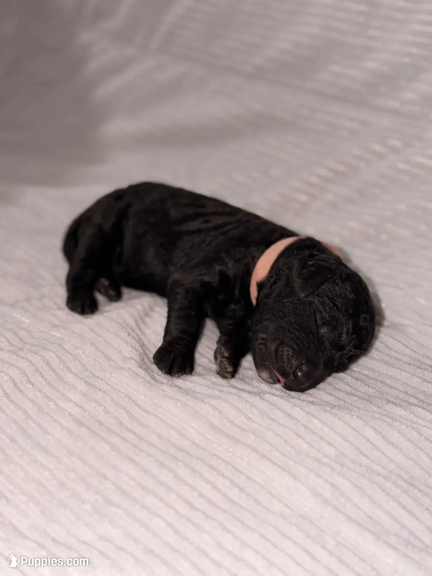 Noelle (Ready for Christmas!), a female Goldendoodle for sale in Alexandria, VA – 1 of 8