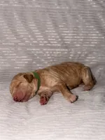 Holly (Ready for Christmas), a female Goldendoodle for sale in Alexandria, VA – 3 of 7