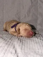 Merry (Ready for Christmas!), a female Goldendoodle for sale in Alexandria, VA – 6 of 8