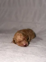 Ginger (Ready for Christmas), a female Goldendoodle for sale in Alexandria, VA – 6 of 8