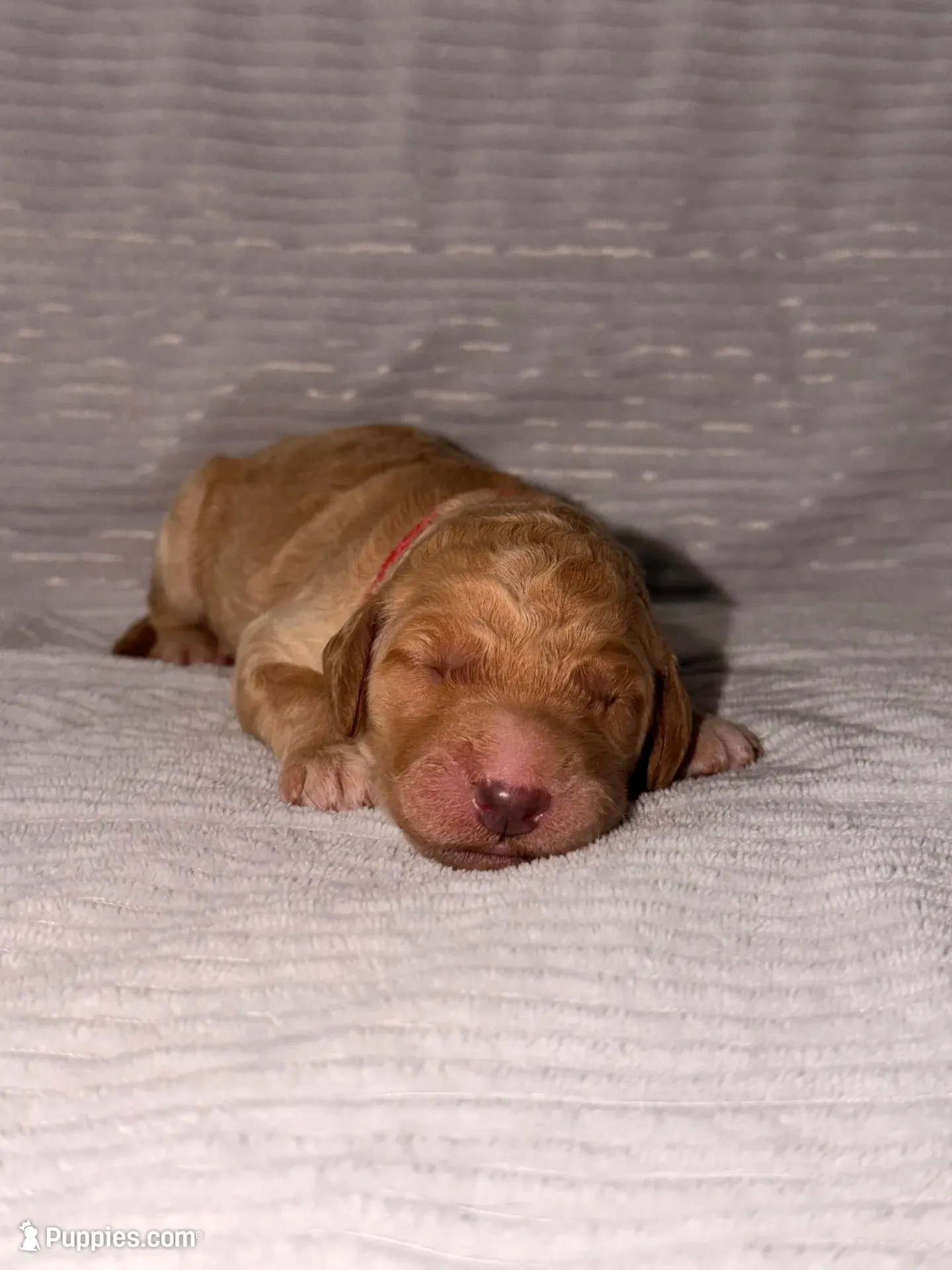 Ginger (Ready for Christmas), a female Goldendoodle for sale in Alexandria, VA – 1 of 8