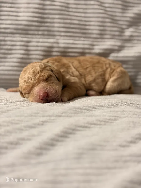 Holly (Ready for Christmas), a female Goldendoodle for sale in Alexandria, VA – 1 of 7
