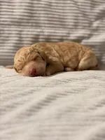 Holly (Ready for Christmas), a female Goldendoodle for sale in Alexandria, VA – 1 of 7