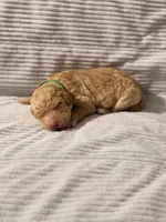Holly (Ready for Christmas), a female Goldendoodle for sale in Alexandria, VA – 5 of 7