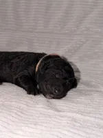 Noelle (Ready for Christmas!), a female Goldendoodle for sale in Alexandria, VA – 3 of 8