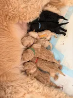 Holly (Ready for Christmas), a female Goldendoodle for sale in Alexandria, VA – 7 of 7