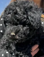 Red, a female Puli for sale in Lewis, CO – 3 of 4
