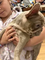 Baby Dior, a female French Bulldog for sale in Lewis, CO – 3 of 10