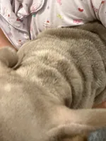 Baby Dior, a female French Bulldog for sale in Lewis, CO – 4 of 10