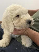 Blue, a male Komondor for sale in Lewis, CO – 3 of 3