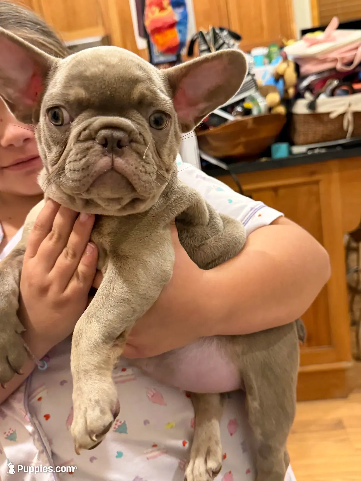 Baby Dior, a female French Bulldog for sale in Lewis, CO – 1 of 10