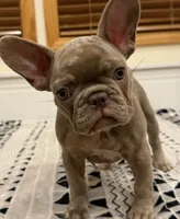 Baby Dior, a female French Bulldog for sale in Lewis, CO – 10 of 10