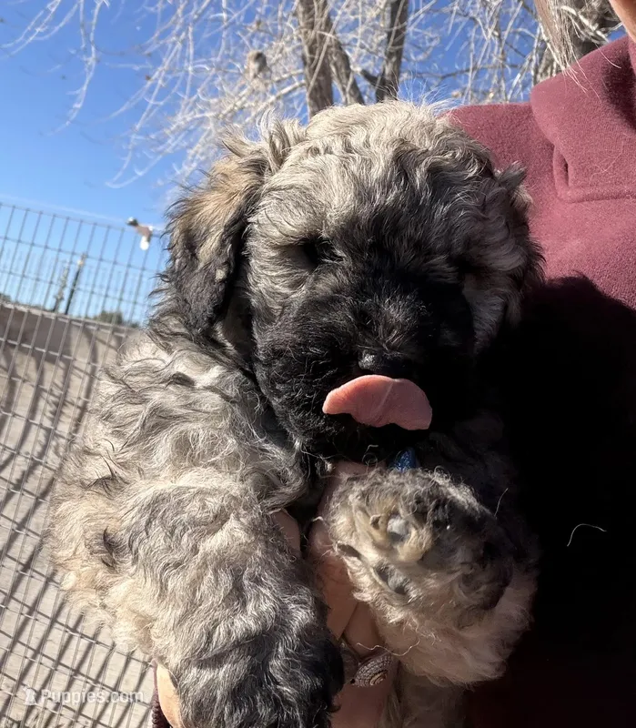 Black – Puli puppy for sale in Lewis, CO