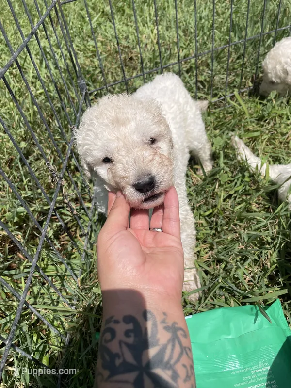 Blue – Komondor puppy for sale in Lewis, CO