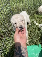 Blue, a male Komondor for sale in Lewis, CO – 1 of 1