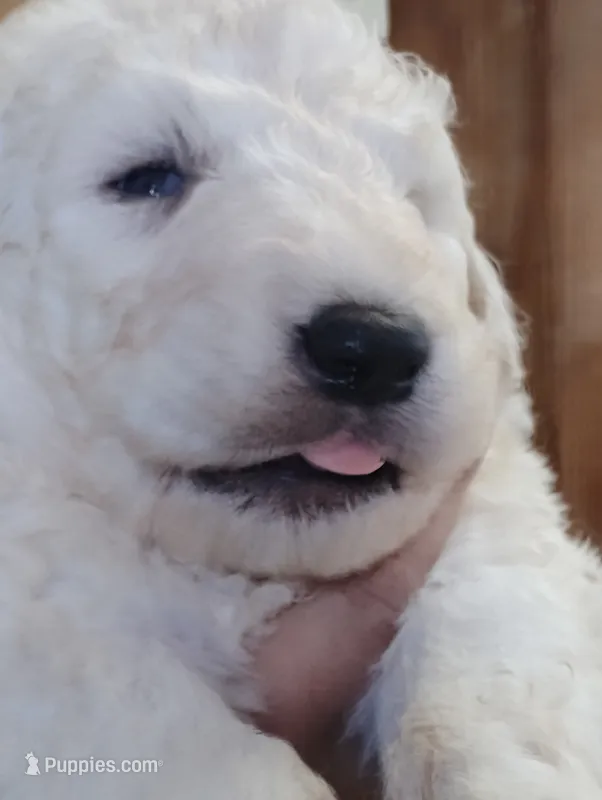 Red – Komondor puppy for sale in Lewis, CO