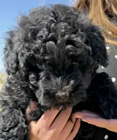 Red, a female Puli for sale in Lewis, CO – 4 of 4